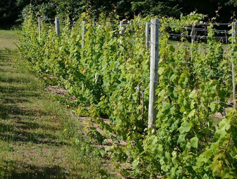 Grapevines With Many Growing Points
