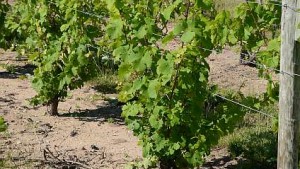 Grape Vine Pruning Workshop
