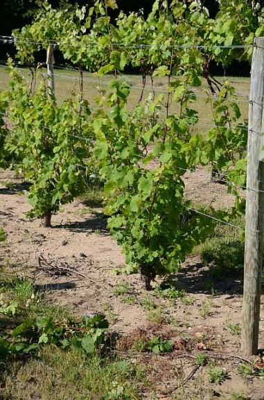 The Target Condition Of Grapevines After Shoot Removal