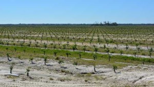 Florida Citrus Granted New Incentive To Grow On