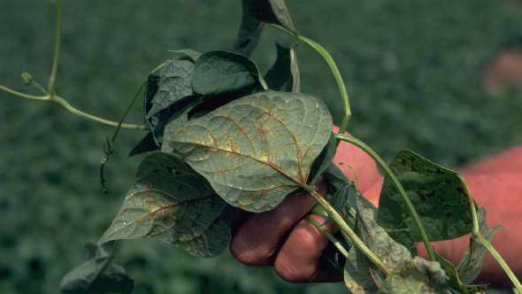 virus tobacco Stop Tobacco Streak Virus From Taking Hold Of Your Vegetables