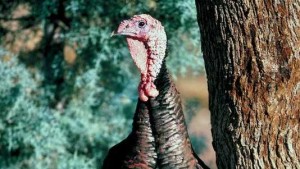 Be Willing To Take A ‘Wild Turkey’ Approach To Farm Fixes [Opinion]