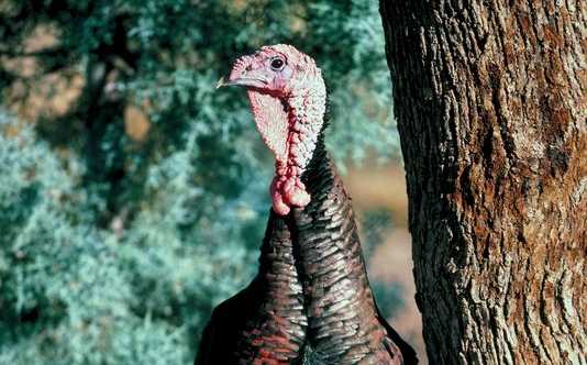 Be Willing To Take A ‘Wild Turkey’ Approach To Farm Fixes [Opinion]
