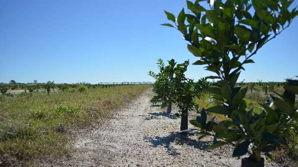 Incentives Key To Getting Florida Citrus Growing Again