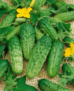 Pick A Bushel F1