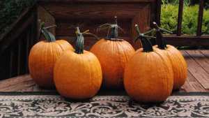 Outstanding Seed Co. LLC, Showcases Its Latest Vegetable Varieties