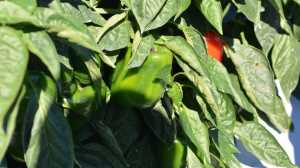 Antebellum Sweet Pepper