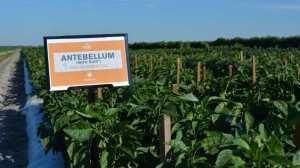 Antebellum Sweet Pepper