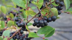 Growers Try Their Hand At Next Wave Of Berry Crops