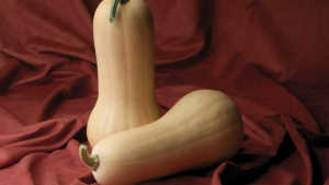 Sakata Showcases Its Latest Vegetable Varieties