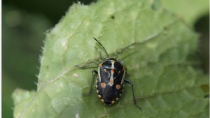 7 Things You Need To Know About The Bagrada Bug