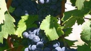 Does Cabernet Franc Fit Into Bordeaux Regional Production?