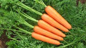 Harris Seeds Presents Its Latest Vegetable Varieties