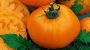 Seeds By Design Showcases Its Latest Vegetable Varieties