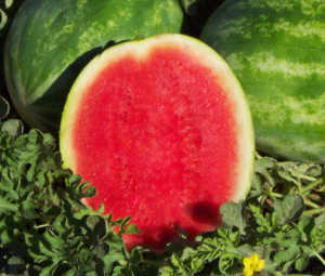 Cut Above - Clifton Seed Company