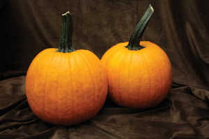 Fall Splendor