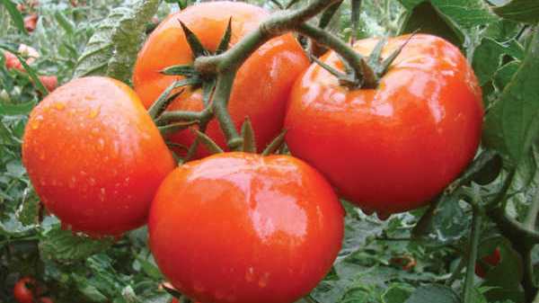 Golden Valley Seeds Presents Its Latest Vegetable Varieties