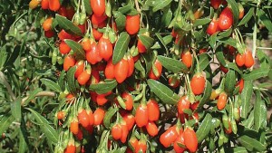 What You Need To Know About Aronia, Goji, And Saskatoon Berries