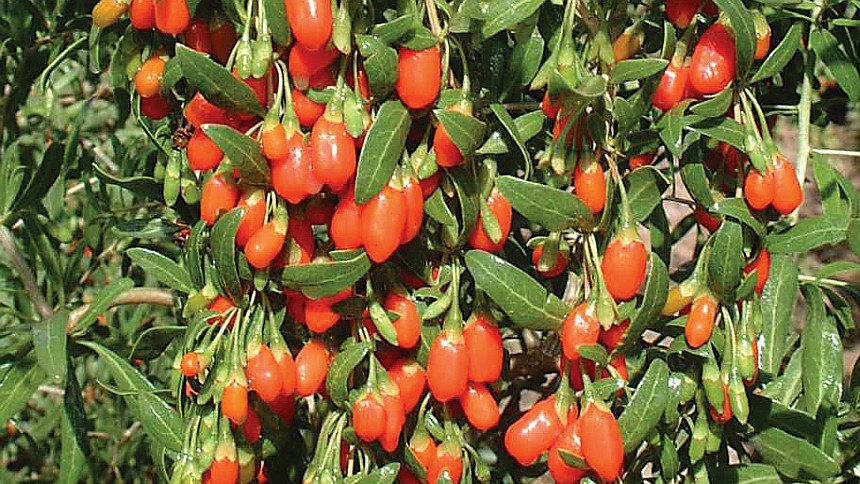 What You Need To Know About Aronia, Goji, And Saskatoon Berries