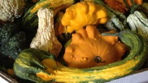 Siegers Seed Co. Showcases Its Latest Vegetable Varieties