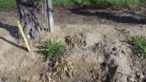 Herbicide Resistance Is Tough To Handle