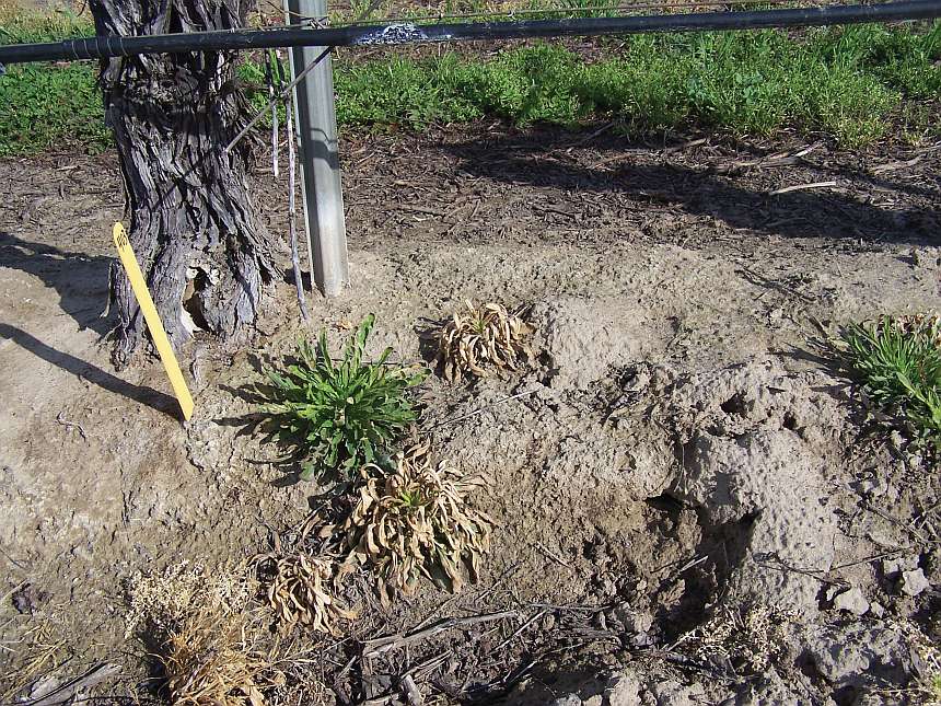 Herbicide Resistance Is Tough To Handle