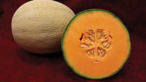 New Tools To Guide Harvesting Long Shelflife Melons