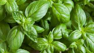 Johnny’s Selected Seeds Showcases Its Latest Vegetable Varieties