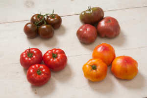 Hybrid Heirloom Tomatoes