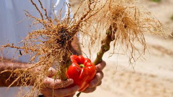 Nimitz Nematicide Receives Registration In California