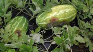 Problematic Pathogens In Melons And Watermelons