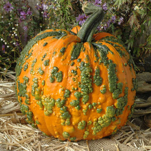 Warty Goblin F1