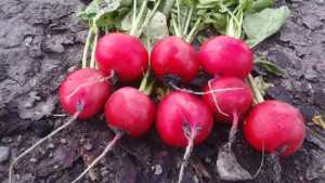 Rispens Seeds Highlights Its Latest Vegetable Varieties