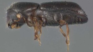 Potential Biological Control Found For Potent Avocado Pest