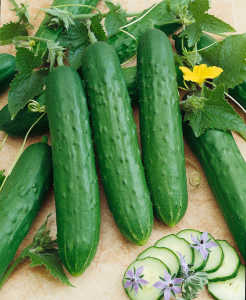 Saladmore F1