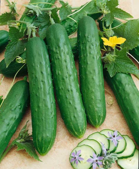 Saladmore F1