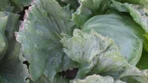 Is Salinity Harming Your Vegetable Crops?