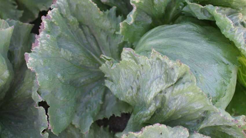 Is Salinity Harming Your Vegetable Crops?