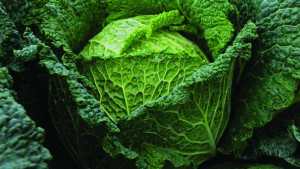 Reed’s Seeds Showcases Its Latest Vegetable Variety Offerings