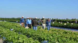 Seminis Field Day