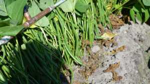 Sybaris Fruit