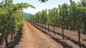 Unmanned Aerial Vehicles Give Viticulturist An Eye In The Sky
