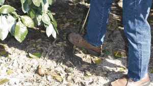 Manage HLB From The Bottom Up