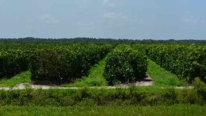 Why Leading Florida Ag Producer Alico Is Squeezing Out Citrus From Its Portfolio