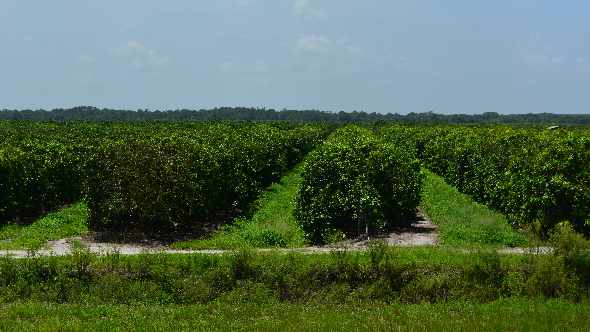 Why Leading Florida Ag Producer Alico Is Squeezing Out Citrus From Its Portfolio