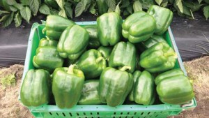 Seedway Showcases Its Latest Vegetable Varieties