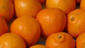 GMOs Might Be The Solution To Invasive Diseases [Opinion]