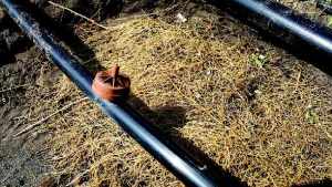 Researchers Dig Deep To Flush Out Citrus Greening
