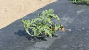 The Effect Of Soil Fertility On Fusarium Wilt In Watermelon