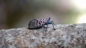 New Fruit Pest Threat Found In Pennsylvania